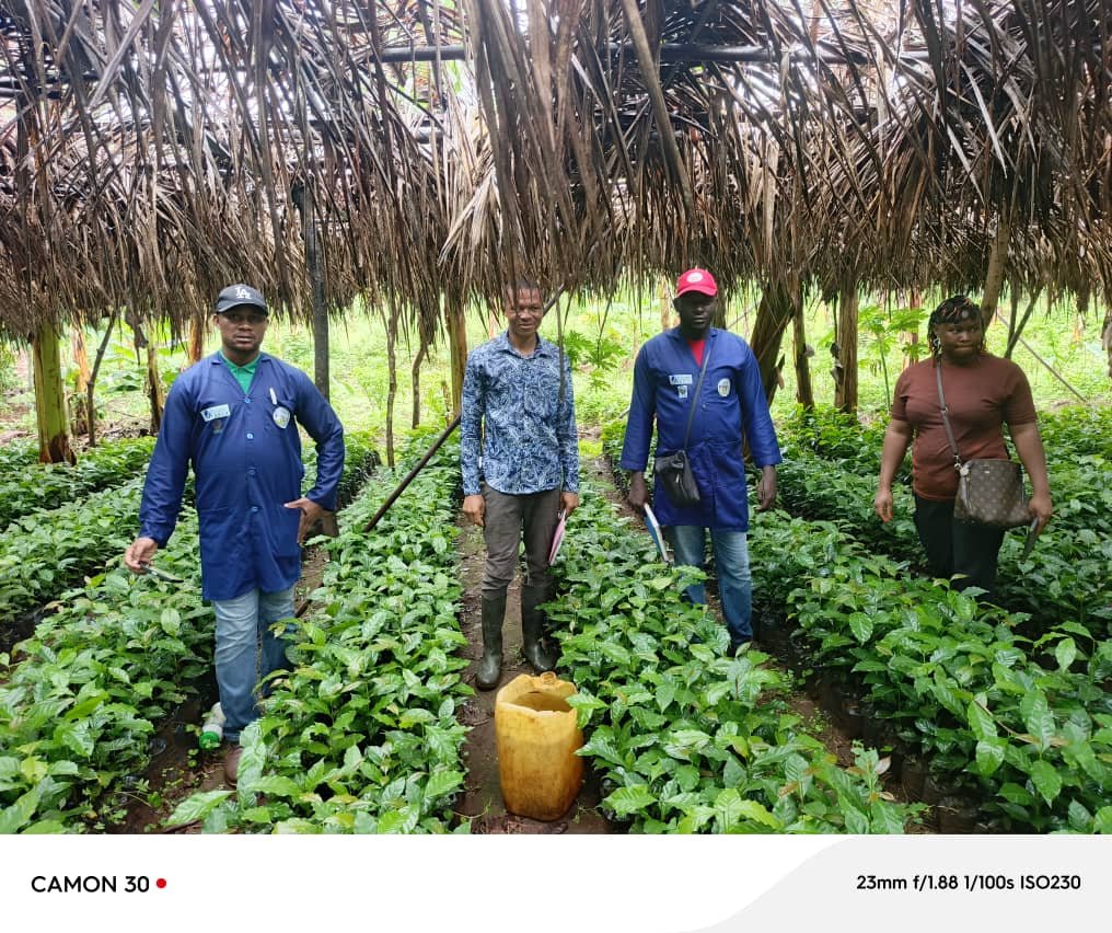 Torréfaction café arabica CAPLAMI Cameroun