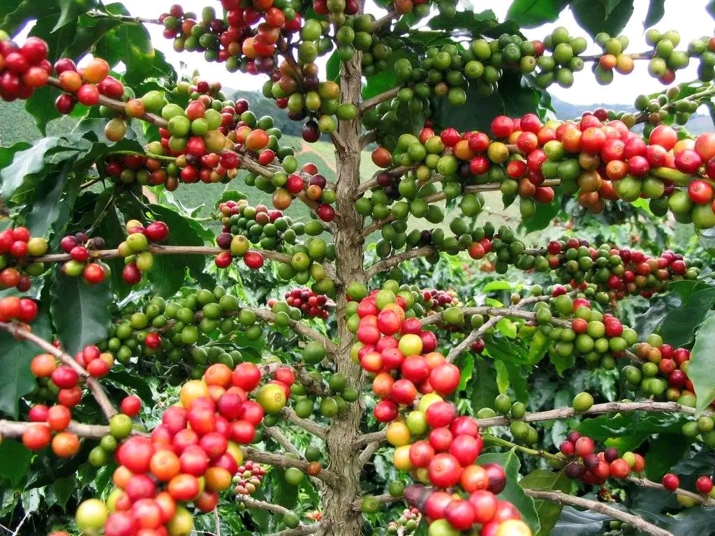 Triage manuel café arabica CAPLAMI sélection grains Cameroun